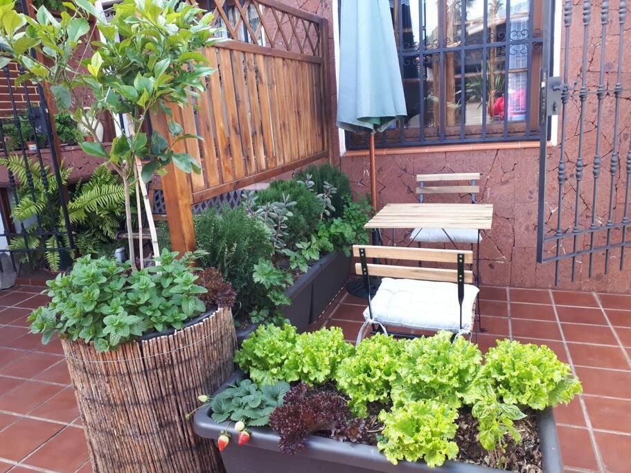 Apartamento Tranquilo En Una Casa Con Jardin La Laguna  Dış mekan fotoğraf